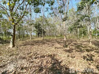 For sale land in Wiang Pa Pao, Chiang Rai