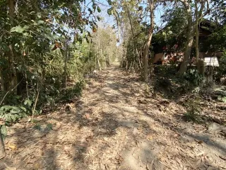 For sale land in Wiang Pa Pao, Chiang Rai