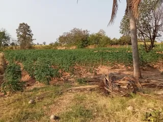 For sale land in Sap Yai, Chaiyaphum
