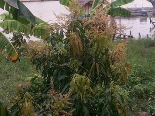 For sale land in Mueang Samut Songkhram, Samut Songkhram