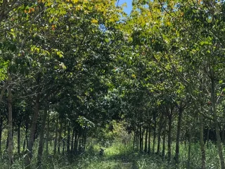 For sale land in Tan Sum, Ubon Ratchathani