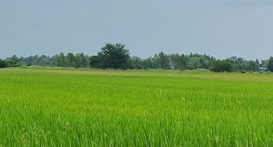 For sale land in Phrom Phiram, Phitsanulok