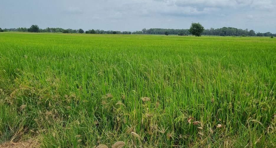 For sale land in Phrom Phiram, Phitsanulok