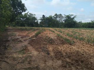For sale land in Sakhrai, Nong Khai