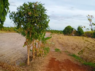 For sale land in Kuchinarai, Kalasin