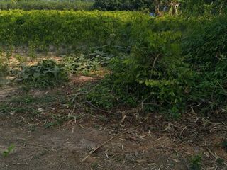 For sale land in Tha Bo, Nong Khai