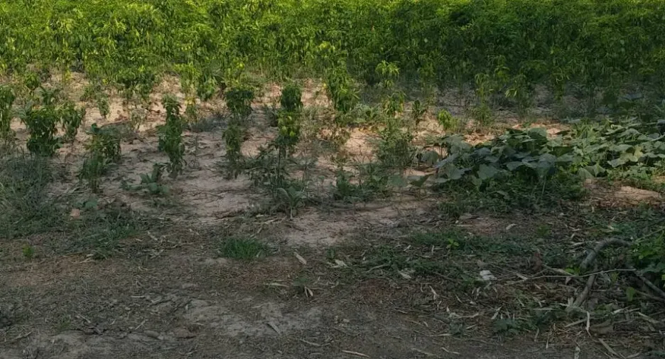For sale land in Tha Bo, Nong Khai