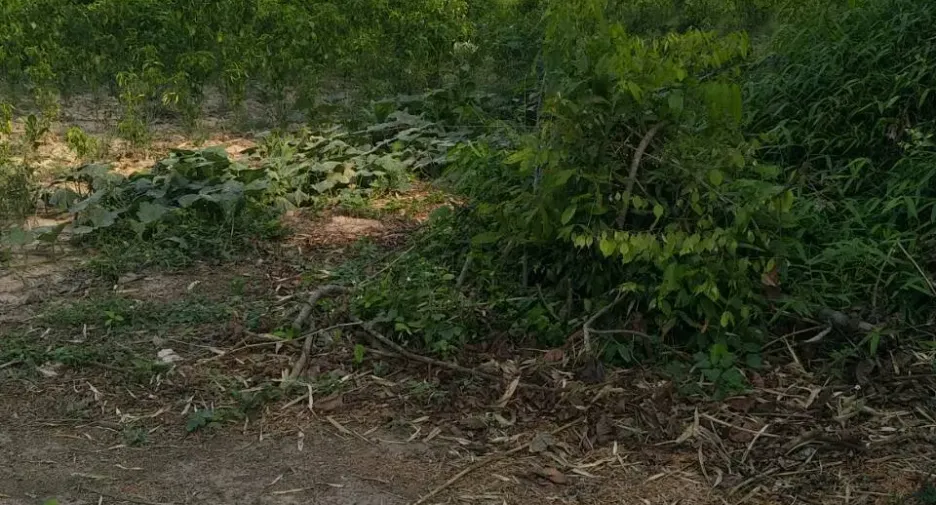 For sale land in Tha Bo, Nong Khai