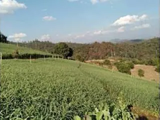 For sale land in Pai, Mae Hong Son