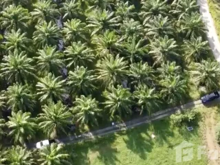 For sale land in Sichon, Nakhon Si Thammarat