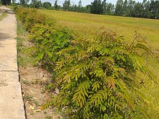 For sale land in Tha Tako, Nakhon Sawan