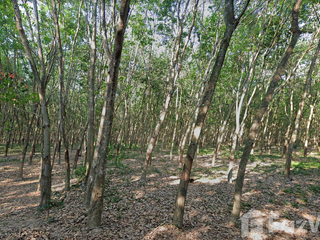 For sale land in Ban Khai, Rayong