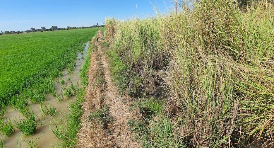 For sale land in In Buri, Sing Buri