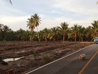For sale land in Amphawa, Samut Songkhram