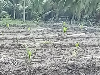 For sale land in Amphawa, Samut Songkhram