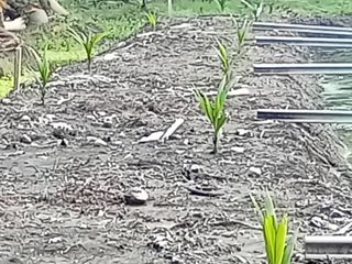 For sale land in Amphawa, Samut Songkhram