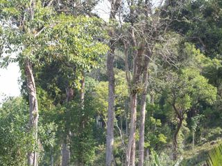 For sale land in Takua Pa, Phang Nga
