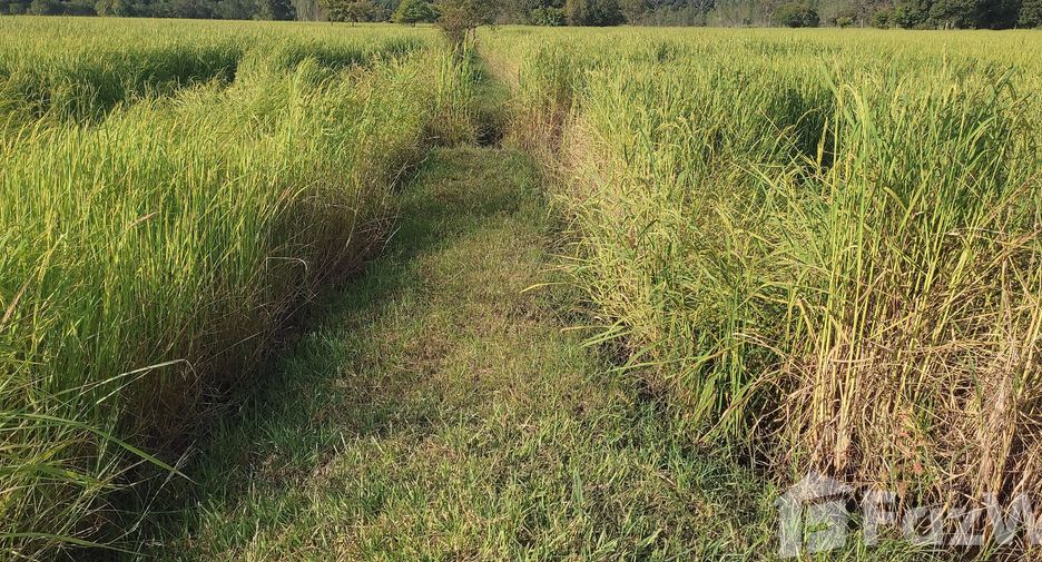 For sale land in Maha Chana Chai, Yasothon