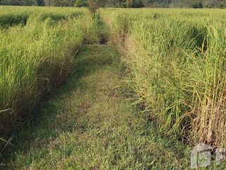 For sale land in Maha Chana Chai, Yasothon