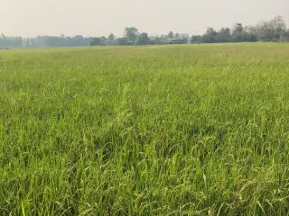 For sale land in Mueang Kamphaeng Phet, Kamphaeng Phet