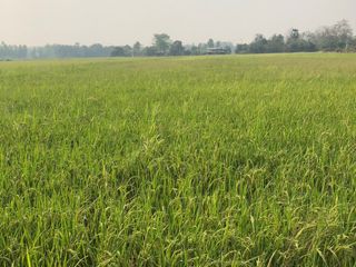 For sale land in Mueang Kamphaeng Phet, Kamphaeng Phet