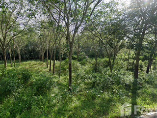 For sale land in Mueang Narathiwat, Narathiwat