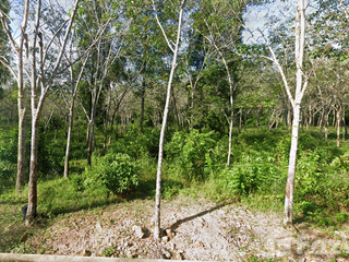 For sale land in Mueang Narathiwat, Narathiwat