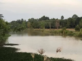 For sale land in Satuek, Buriram