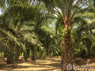 For sale land in La-un, Ranong