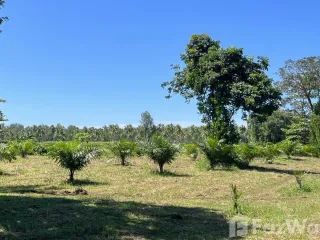 For sale land in Takua Pa, Phang Nga