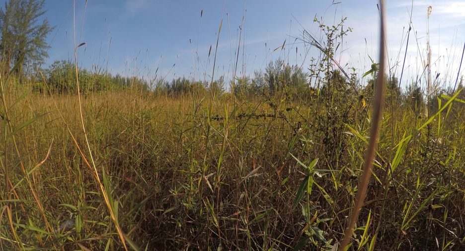 For sale land in Khura Buri, Phang Nga