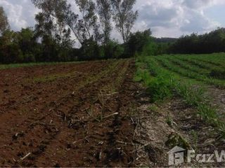For sale land in Wang Saphung, Loei