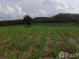 For sale land in Wang Saphung, Loei