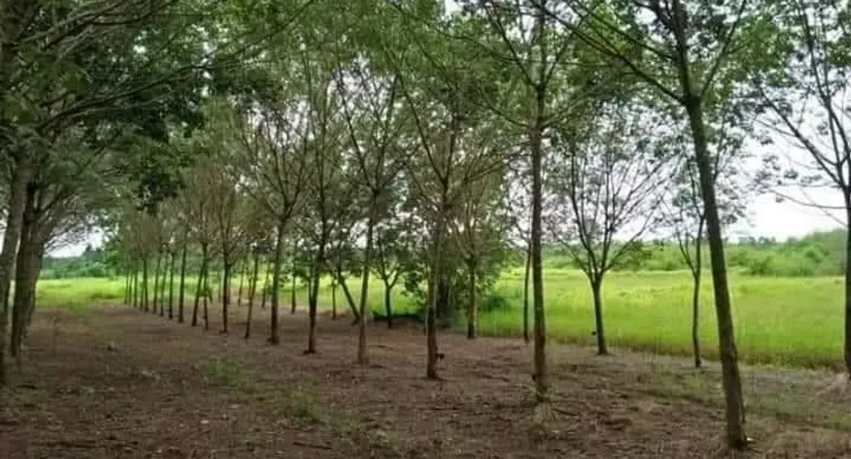 For sale land in Seka, Bueng Kan