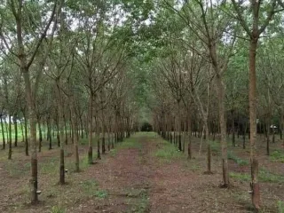 For sale land in Seka, Bueng Kan