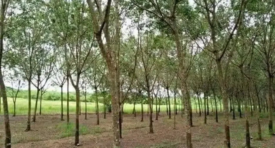 For sale land in Seka, Bueng Kan