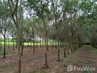For sale land in Seka, Bueng Kan