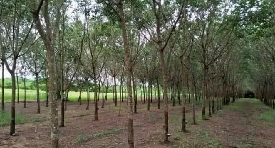 For sale land in Seka, Bueng Kan