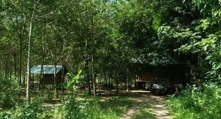 For sale land in Seka, Bueng Kan