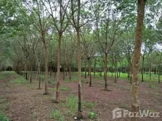 For sale land in Seka, Bueng Kan