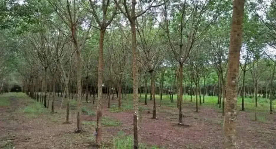 For sale land in Seka, Bueng Kan