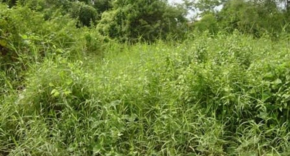 ขาย ที่ดิน ใน เมืองพิษณุโลก, พิษณุโลก