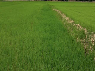 For sale land in Mueang Phitsanulok, Phitsanulok