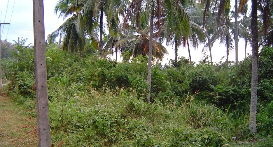 For sale land in Ko Yao, Phang Nga
