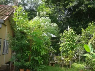 For sale 25 bed townhouse in Mueang Nong Khai, Nong Khai