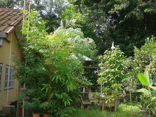 For sale 25 bed townhouse in Mueang Nong Khai, Nong Khai