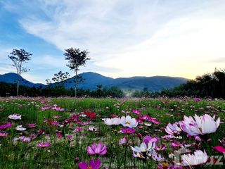 For sale land in Ban Khai, Rayong