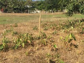 For sale land in Chiang Khan, Loei