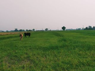 ขาย ที่ดิน ใน เดิมบางนางบวช, สุพรรณบุรี