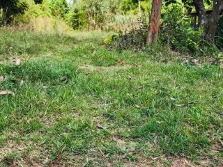 For sale land in Phon Sawan, Nakhon Phanom